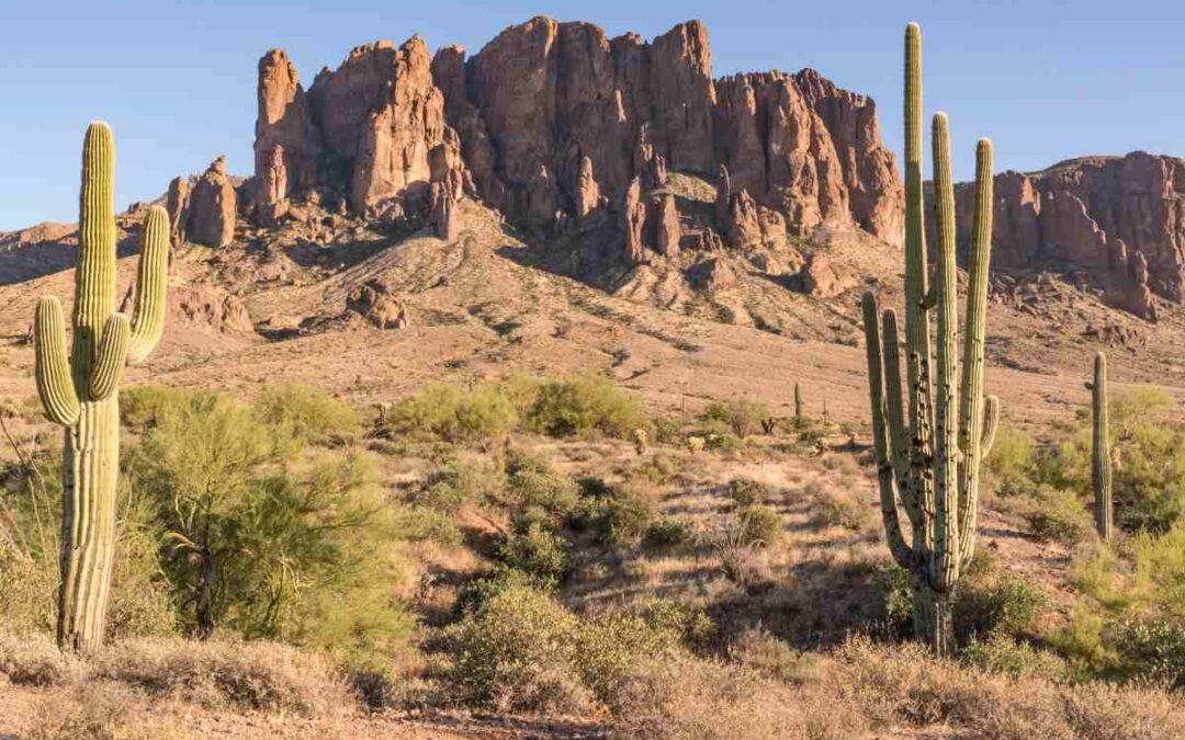 Desert Origins of Phoenix Uncovered