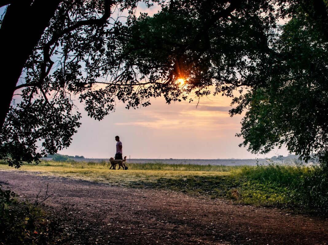 man walking his dog at sunset on a hill