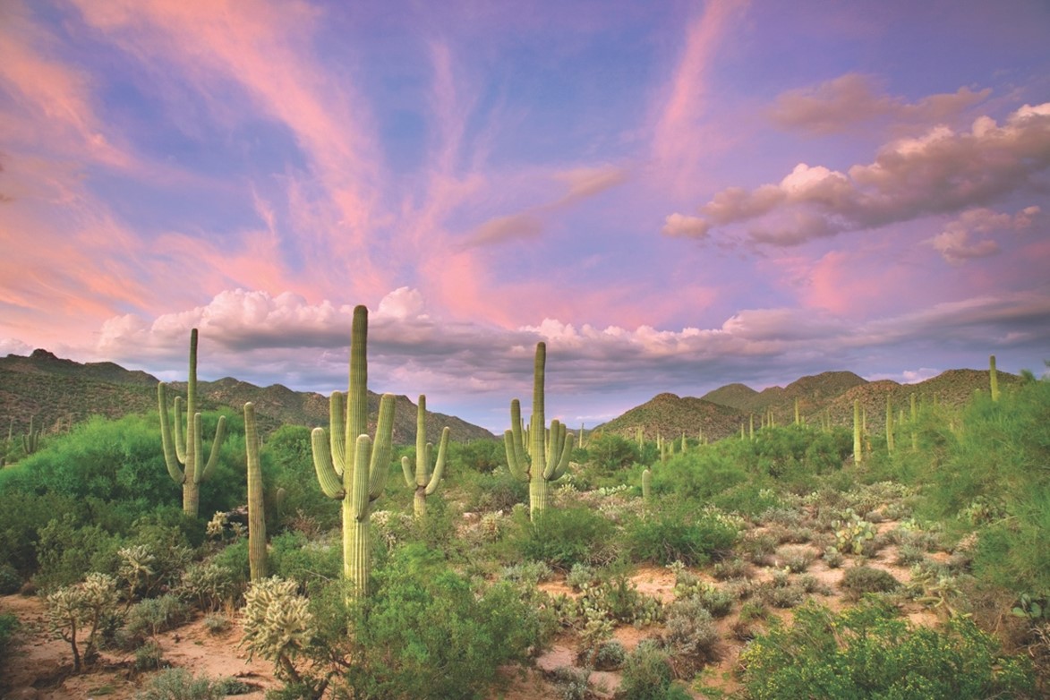 View of Arizona desert with cacti and hills in the background and with a pretty pink and blue sky.