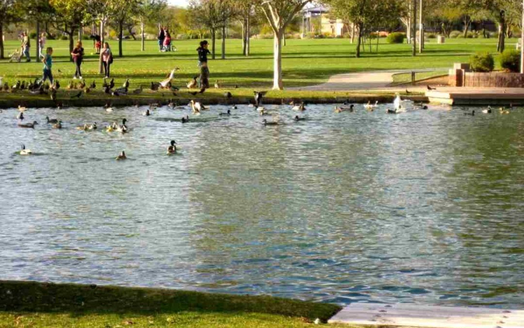 Best Family-Friendly Neighborhoods in Phoenix (Beyond the Obvious)