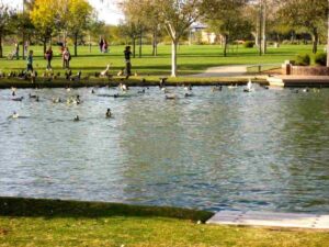 Picture of Anthem Community Park showing body of water with green grass, trees and people for article Best Family-Friendly Neighborhoods in Phoenix (Beyond the Obvious)